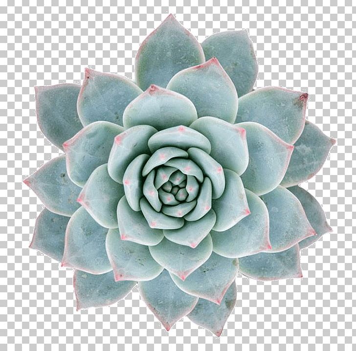 Echeveria Agavoides Bird Succulent Plant Garden Rosette PNG, Clipart, Animals, Bird, Cactaceae, Container Garden, Echeveria Free PNG Download