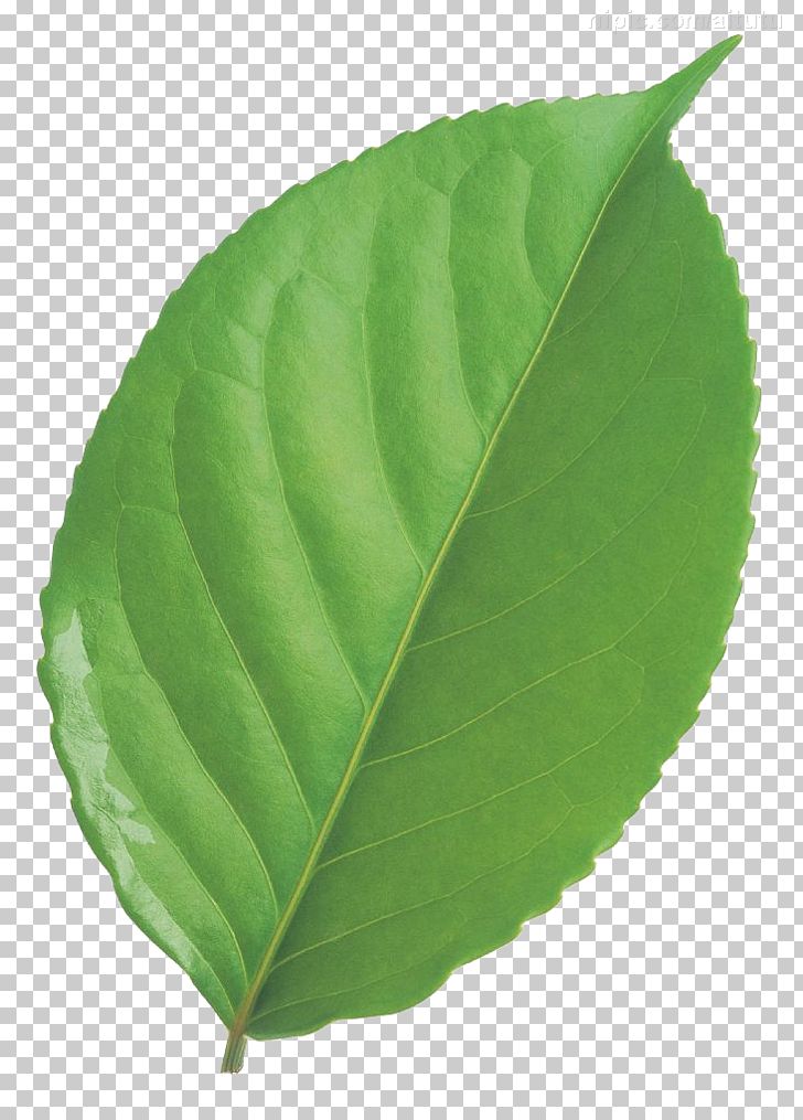 Leaf Circle Green PNG, Clipart, Adobe Illustrator, Autumn Leaf, Biological, Bladnerv, Circle Free PNG Download