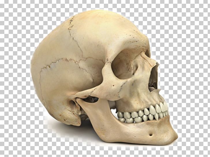 Skull Human Skeleton Human Body Human Anatomy PNG, Clipart, Anatomy, Body, Bone, Face, Fact Free PNG Download