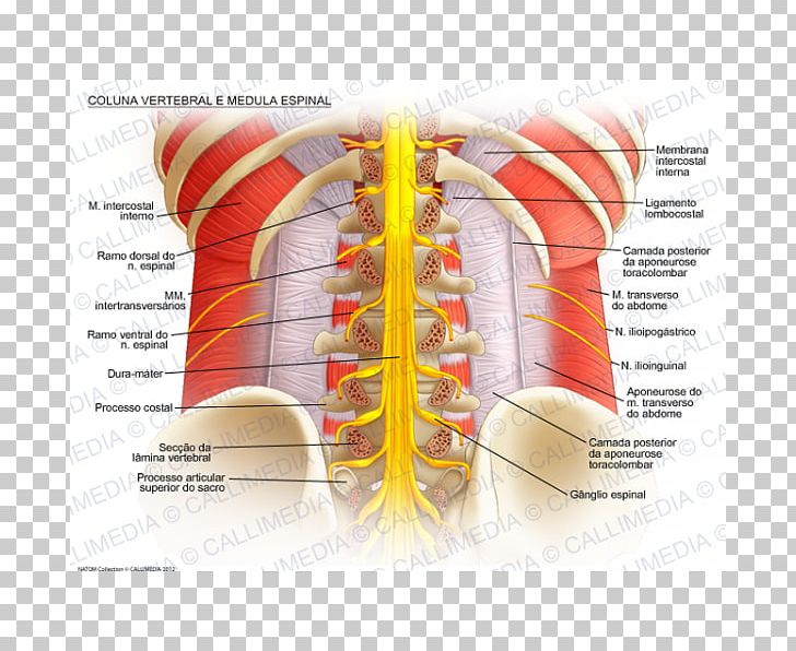 Spinal Cord Vertebral Column Anatomy Spinal Nerve Lumbar Vertebrae PNG, Clipart, Anatomy, Blood Vessel, Cauda Equina, Coccyx, Human Anatomy Free PNG Download