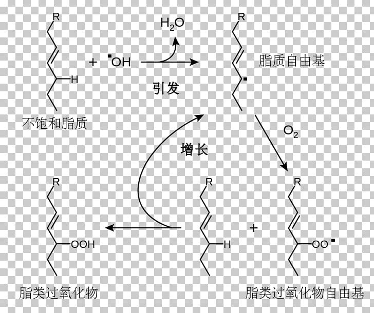 Antioxidant Lipid Peroxidation Redox Oksidacija Vitamin E PNG, Clipart, Angle, Antioxidant, Black And White, Circle, Diagram Free PNG Download