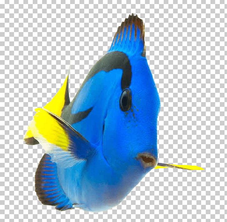 Coral Reef Fish Palette Surgeonfish Saltwater Fish PNG, Clipart, Animals, Aquarium, Beak, Clownfish, Cobalt Blue Free PNG Download