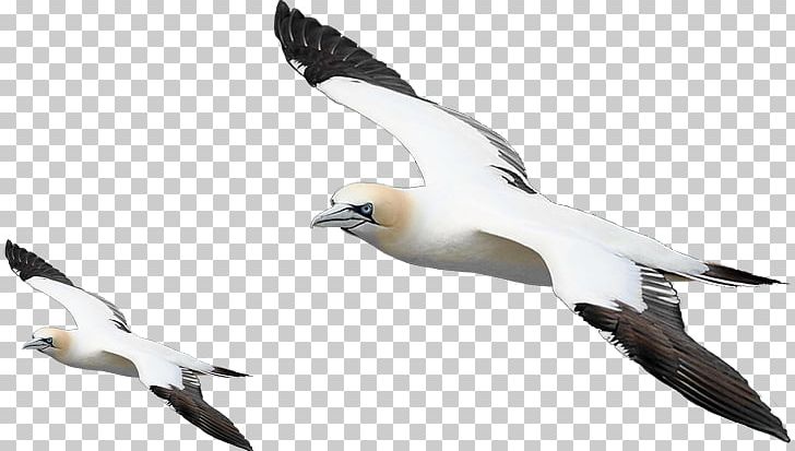 European Herring Gull Bird PNG, Clipart, Albatross, Animals, Barre, Beak, Bird Free PNG Download