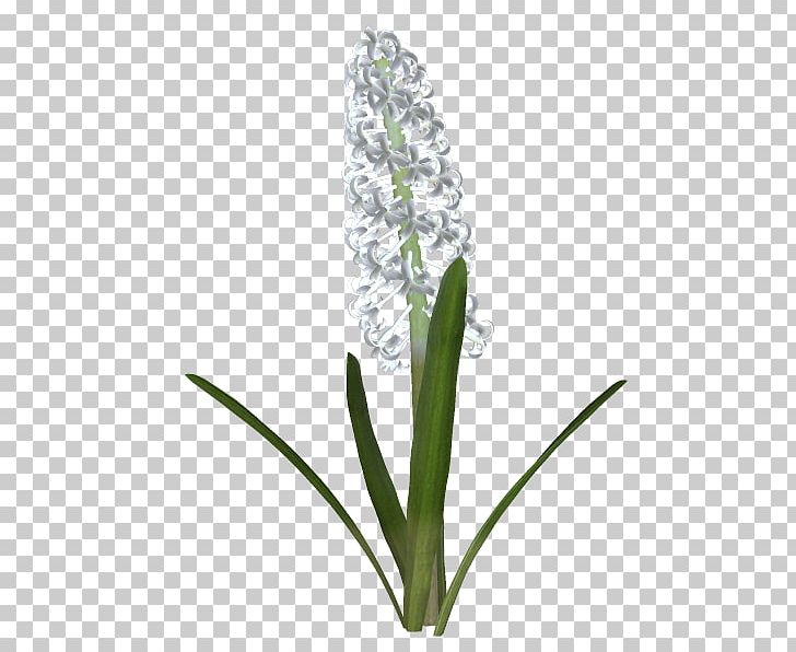 Flowering Plant Plant Stem PNG, Clipart, Flower, Flowering Plant, Grass, Plant, Plant Stem Free PNG Download