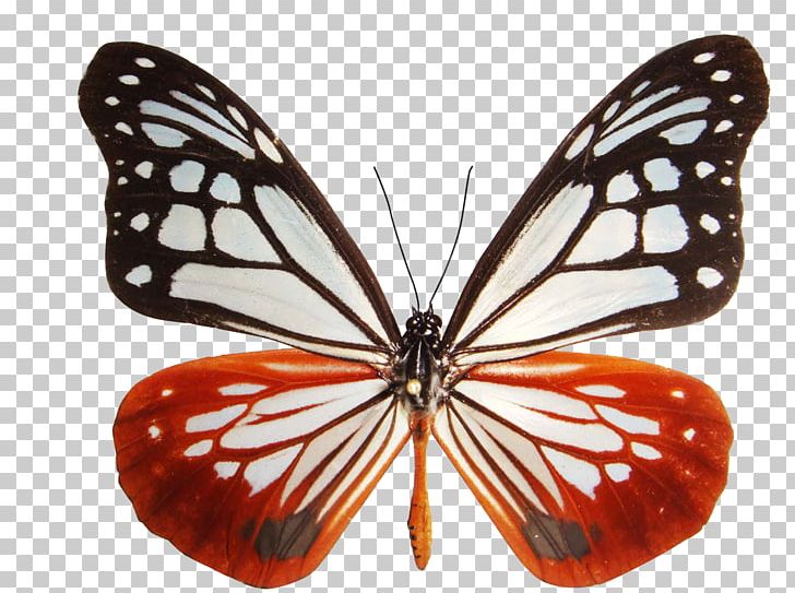 Monarch Butterfly Parantica Sita Milkweed Butterfly PNG, Clipart, Animals, Arthropod, Asclepias Curassavica, Brush Footed Butterfly, Butterflies And Moths Free PNG Download