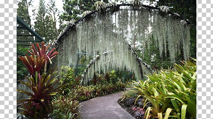 Botanical Garden Water Feature Walkway Tree PNG, Clipart, Backyard, Botanical Garden, Botanic Garden, Botany, Family Free PNG Download