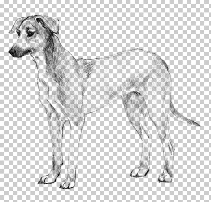 Dog Breed Potcake Dog American Staghound Longhaired Whippet PNG, Clipart, American Staghound, Animals, Artwork, Black And White, Breed Free PNG Download