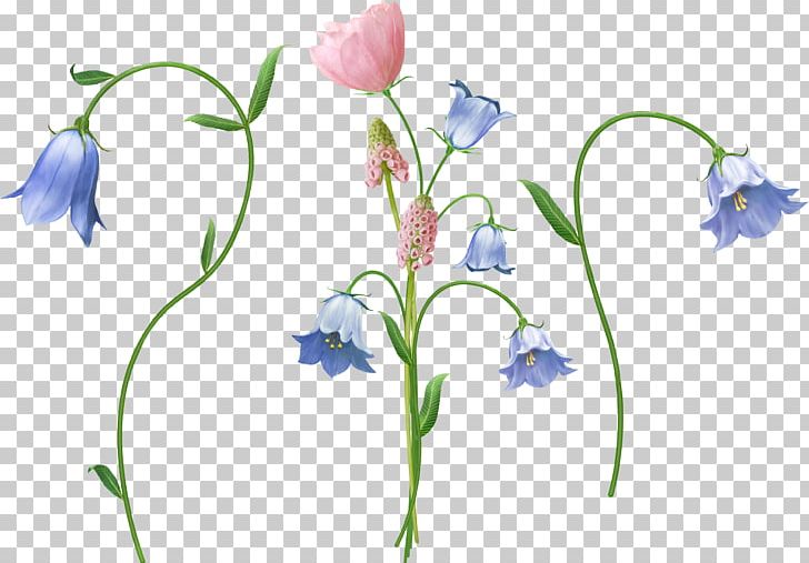 Flower Arranging Others Plant Stem PNG, Clipart, Art, Bellflower Family, Cut Flowers, Download, Flora Free PNG Download