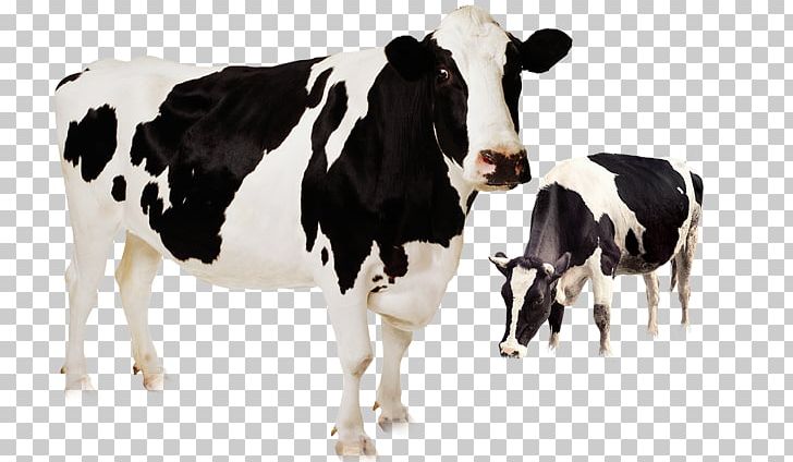 Holstein Friesian Cattle Highland Cattle Murrah Buffalo Beef Cattle Livestock PNG, Clipart, Agriculture, Animal, Animals, Black, Breed Free PNG Download