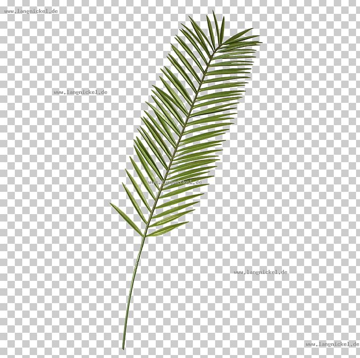 Leaf Palm Branch Plant Stem Twig Dekomarkt.de PNG, Clipart, Dekomarktde Walter Langnickel Gmbh, Display Window, Feather, Grass, Grasses Free PNG Download