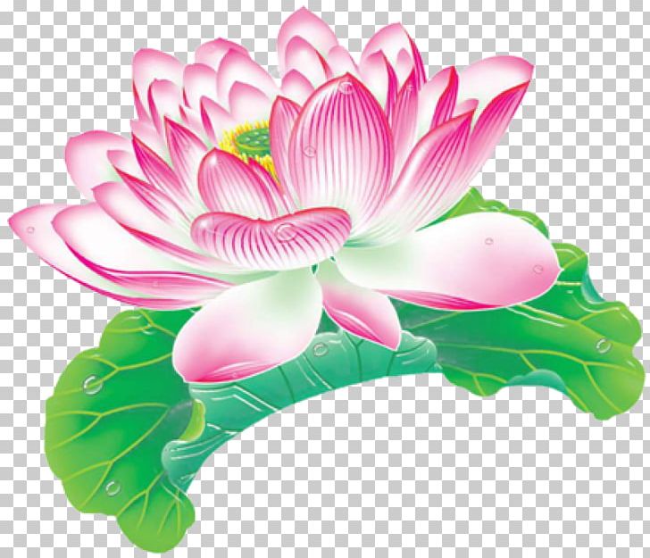 Nelumbo Nucifera Leaf Aquatic Plant Lotus Effect PNG, Clipart, Aquatic Plant, Bud, Floristry, Flower, Flower Arranging Free PNG Download
