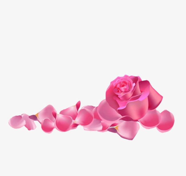 Pink Rose PNG, Clipart, Day, Flowers, Petal, Petals, Pink Free PNG Download