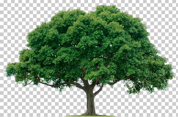 Tree Planting Lawn-Tek PNG, Clipart, Arbor Day, Arborist, Branch, Company, Davey Tree Expert Company Free PNG Download
