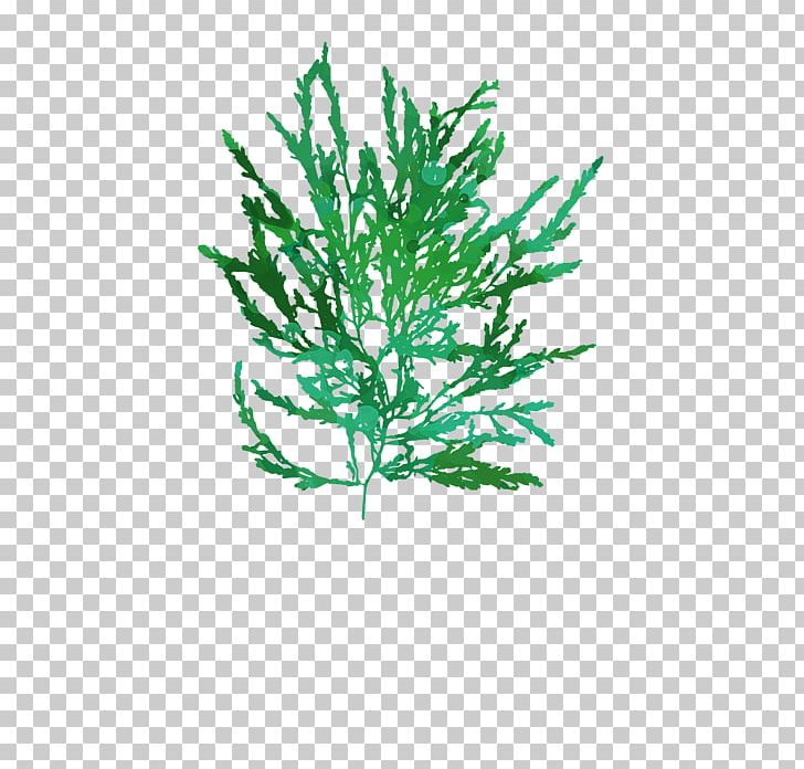 Twig Plant Stem Leaf Line Aquarium PNG, Clipart, Aquarium, Aquarium Decor, Branch, Grass, Leaf Free PNG Download