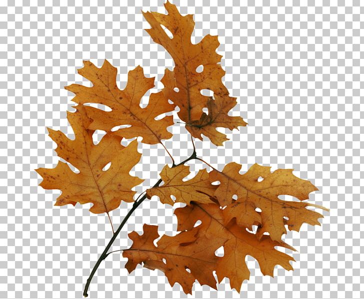 Bur Oak Leaf Tree Portable Network Graphics PNG, Clipart, Autumn, Autumn Leaves, Branch, Bur Oak, Desktop Wallpaper Free PNG Download