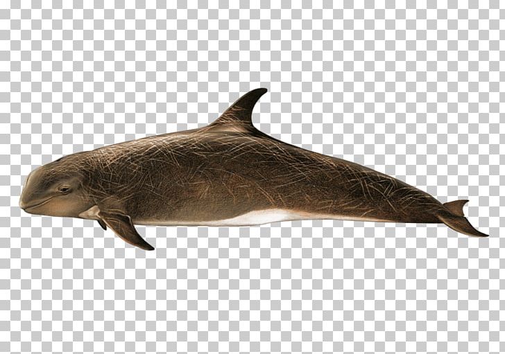 Tucuxi Porpoise Dolphin PNG, Clipart, Animals, Cute Dolphin, Dolphine, Dolphins, Fauna Free PNG Download