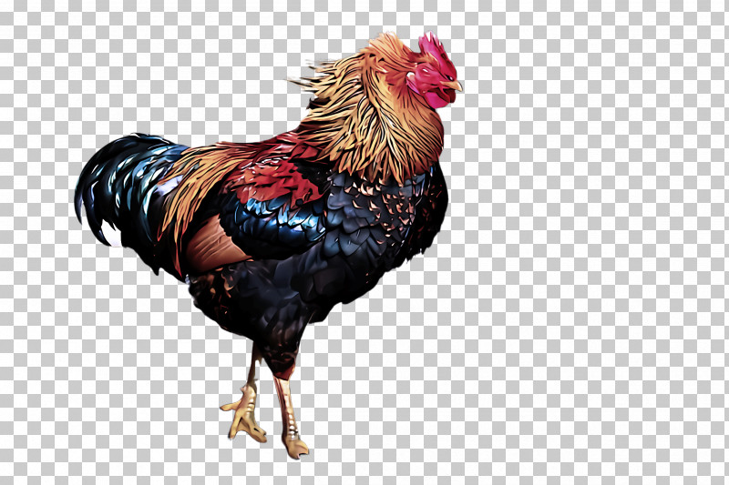 Chicken Bird Rooster Comb Poultry PNG, Clipart, Beak, Bird, Chicken, Comb, Fowl Free PNG Download