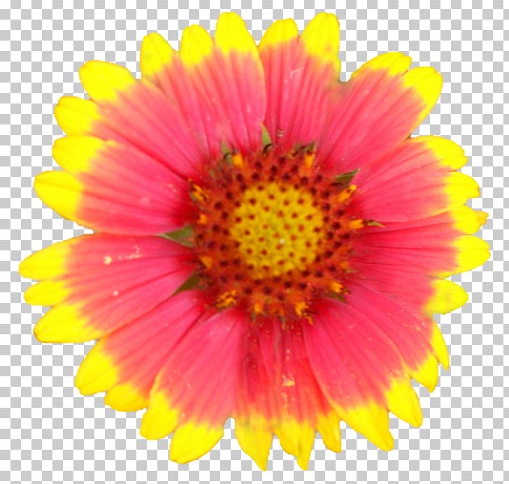 Garden Cosmos Blanket Flowers Chrysanthemum Transvaal Daisy Cut Flowers PNG, Clipart, Annual Plant, Aster, Blanket, Blanket Flowers, Chrysanthemum Free PNG Download