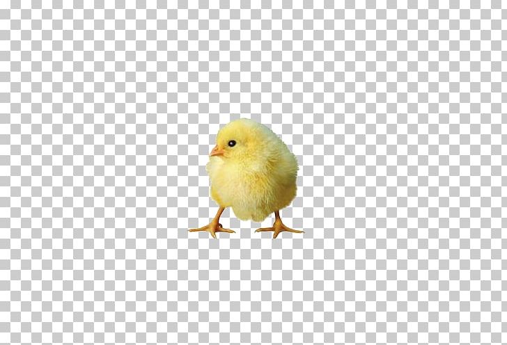 Chicken Duck Domestic Goose Poultry Livestock PNG, Clipart, Animal, Animal Husbandry, Animals, Beak, Bird Free PNG Download