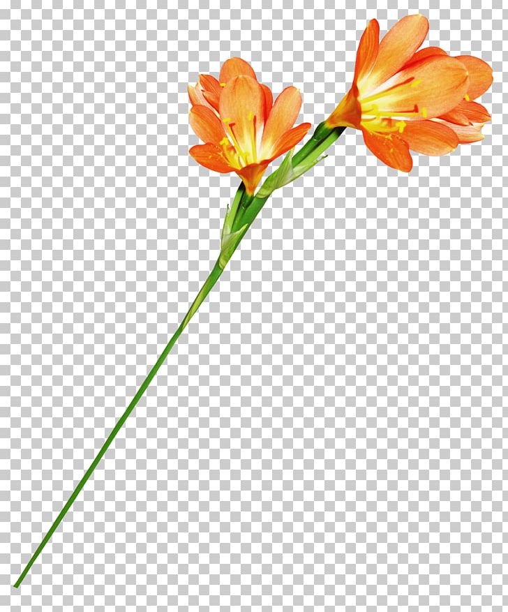 Flower Orange Stamen PNG, Clipart, Cut Flowers, Designer, Flora, Floral Design, Flower Free PNG Download