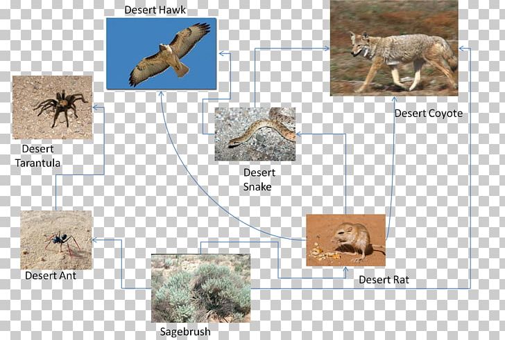 Sahara Desert Food Web