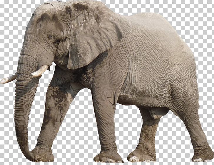 Sossusvlei Etosha National Park Botswana Elephant Wildlife PNG, Clipart, Africa, African Elephant, Africat Foundation, Animal, Animals Free PNG Download