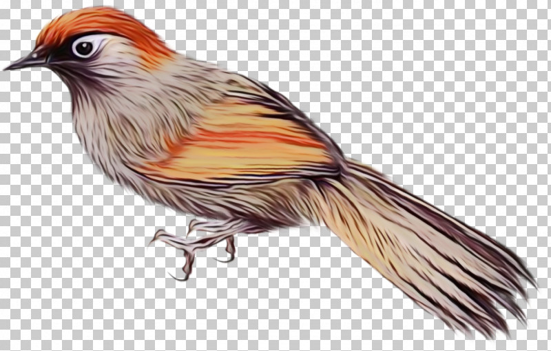 Feather PNG, Clipart, Beak, Cuckoos, Cuculiformes, Feather, Finches Free PNG Download