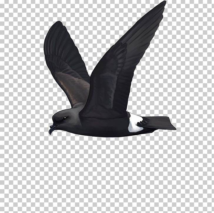 Band-rumped Storm Petrel Seabird Berlengas Hydrobates Castro PNG, Clipart, Animals, Azores, Bird, Madeira, Petrel Free PNG Download