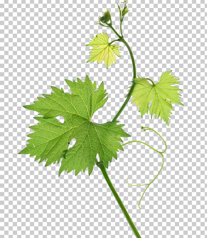 Common Grape Vine Fototapeta Paper Technology PNG, Clipart, Adhesive, Branch, Common Grape Vine, Flower, Flowering Plant Free PNG Download