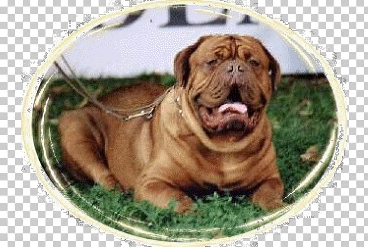 Dorset Olde Tyme Bulldogge Olde English Bulldogge Toy Bulldog Bullmastiff Dogue De Bordeaux PNG, Clipart, Breed, Bulldog, Bullmastiff, Ca De Bou, Carnivoran Free PNG Download