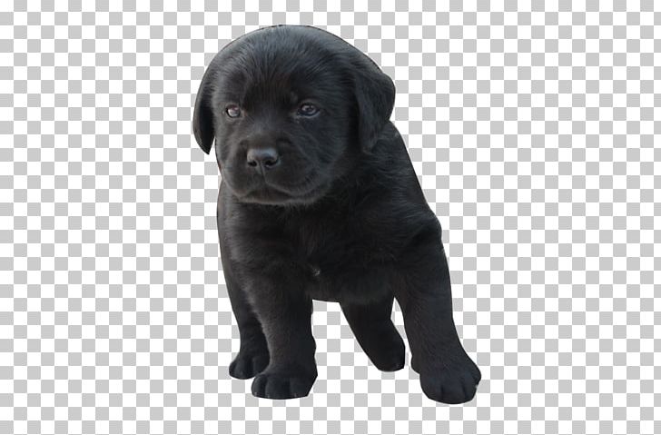 Labrador Retriever Cane Corso Puppy Vertebrate Dog Breed PNG, Clipart, Animal, Animals, Borador, Cane Corso, Canidae Free PNG Download