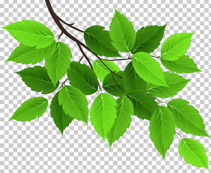 Leaf Green PNG, Clipart, 123rf, Branch, Clip Art, Clipart, Color Free PNG Download