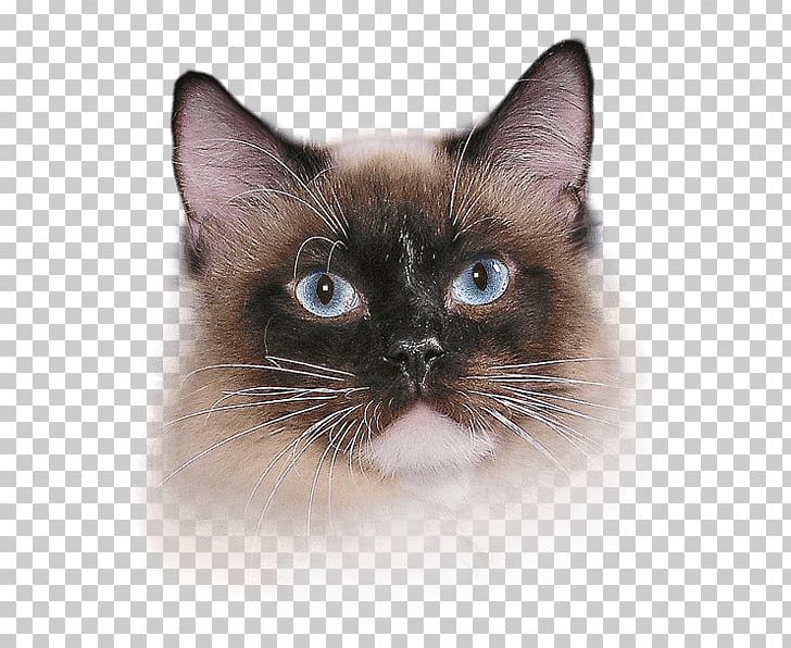 Whiskers Siamese Cat Balinese Cat Snowshoe Cat Birman PNG, Clipart, Balinese Cat, Birman, Burmese, Carnivoran, Cat Free PNG Download