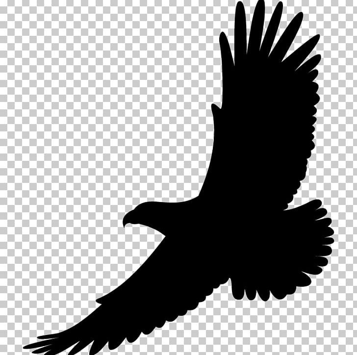 Bird Drawing White-tailed Eagle Bald Eagle PNG, Clipart ...