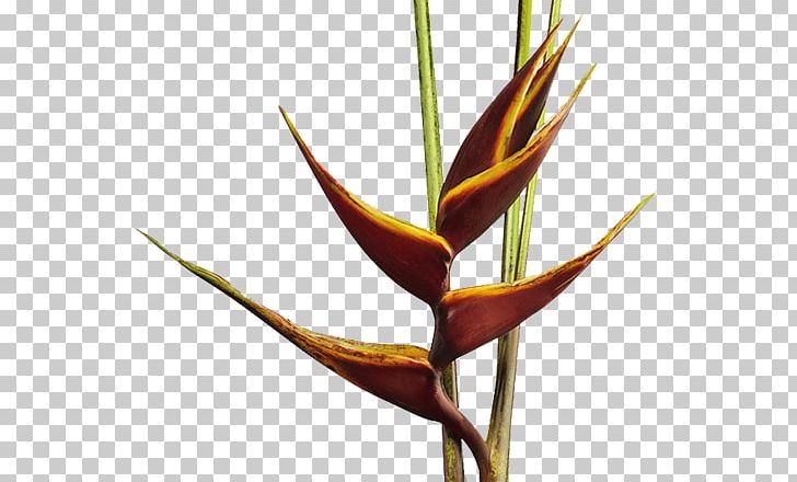Heliconia Bihai Bird Of Paradise Flower Heliconia Collinsiana False Bird Of Paradise PNG, Clipart, Bird Of Paradise Flower, Chocolate, Cut Flowers, Flores Tropicales, Flower Free PNG Download