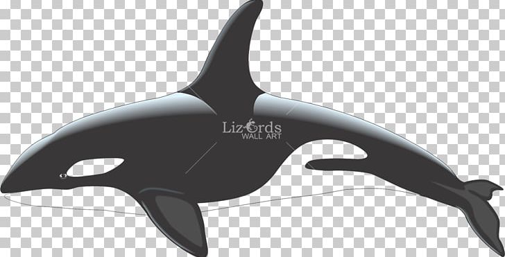 Killer Whale White-beaked Dolphin Cetacea PNG, Clipart, Beluga Whale, Black And White, Blue Whale, Cetacea, Dolphin Free PNG Download