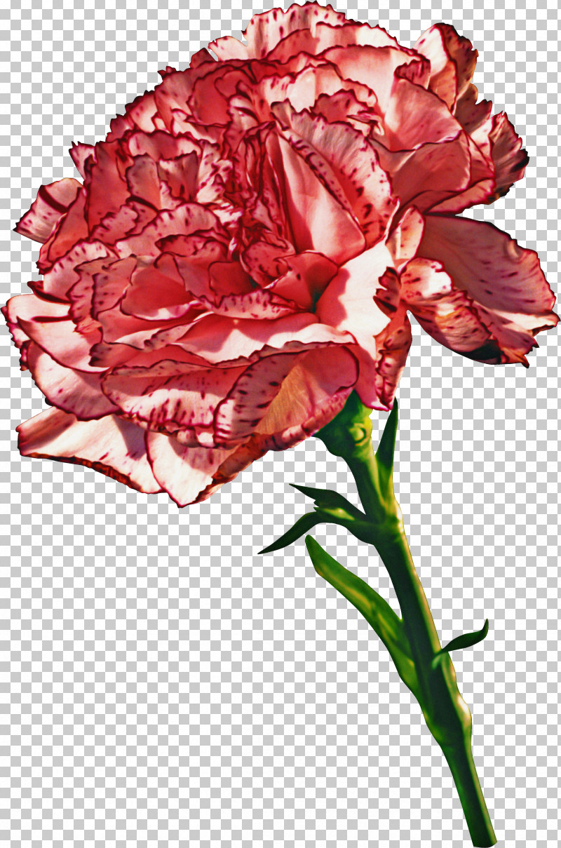 Flower Plant Red Cut Flowers Carnation PNG, Clipart, Carnation, Cut Flowers, Flower, Petal, Pink Free PNG Download