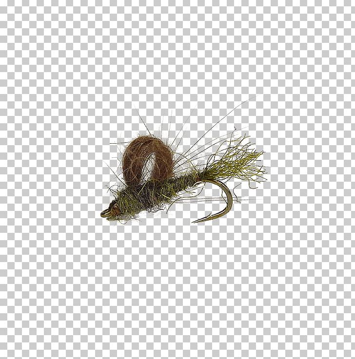 Caddisflies Fly Fishing Larva Holly Flies PNG, Clipart, Bead, Brass, Bwo, Card, Cdc Free PNG Download