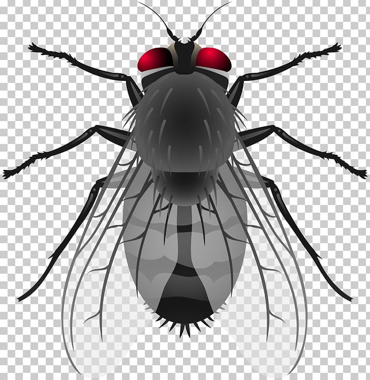 Insect Housefly PNG, Clipart, Animal, Animals, Arthropod, Beetle, Black And White Free PNG Download