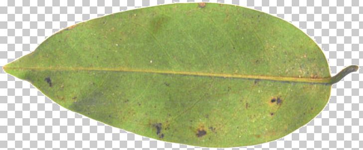 Plant Pathology Leaf PNG, Clipart, Green, Leaf, Pathology, Plant, Plant Pathology Free PNG Download