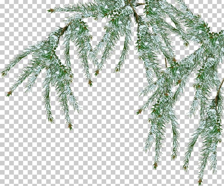 Tree Pine Branch Snow PNG, Clipart, Blue Spruce, Branch, Christmas Ornament, Conifer, Conifer Cone Free PNG Download