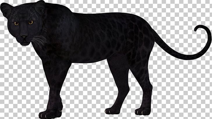 Panther Leopard Lion Felidae Cheetah PNG, Clipart, Animal Figure, Animals, Awesome, Big Cat, Big Cats Free PNG Download