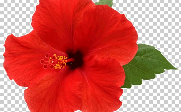 Shoeblackplant Flower Mallows Common Hibiscus PNG, Clipart, Annual Plant, China Rose, Chinese Hibiscus, Common Hibiscus, Flower Free PNG Download