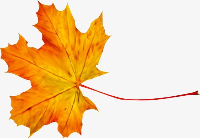 Autumn Maple Leaf PNG, Clipart, Autumn, Autumn Clipart, Autumn Clipart, Autumn Leaves, Autumn Maple Leaf Free PNG Download