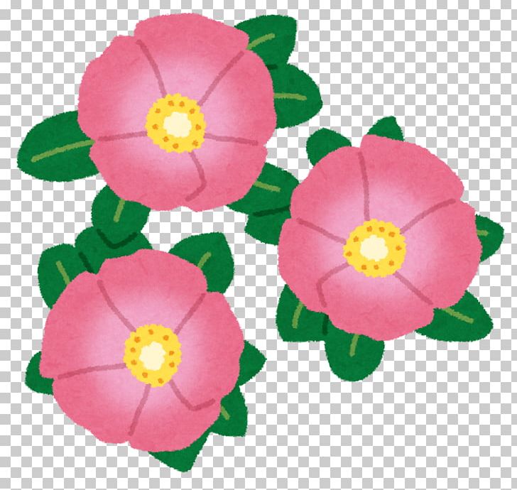 Beach Rose Cut Flowers Japanese Camellia Rose Family PNG, Clipart, Annual Plant, Beach Rose, Birth Flower, Camellia, Color Free PNG Download