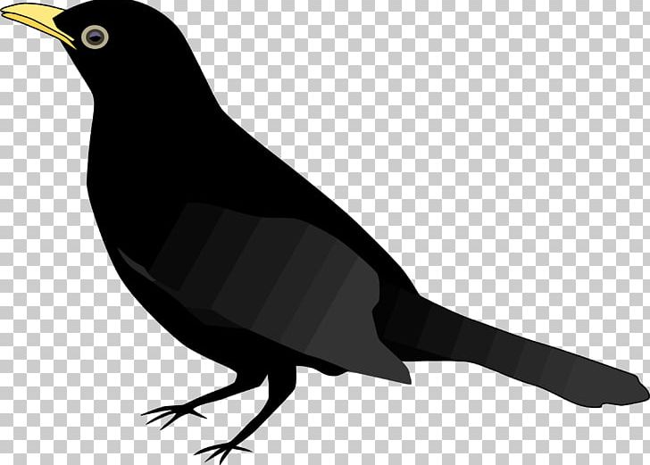 Common Blackbird PNG, Clipart, Animals, Beak, Bird, Bird Clipart, Black And White Free PNG Download