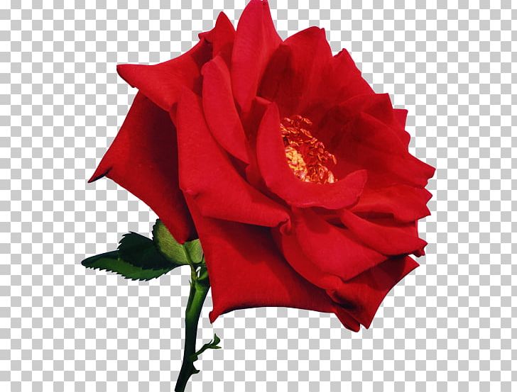 Flower Red Beach Rose Garden Roses PNG, Clipart, Annual Plant, Black Rose, China Rose, Cut Flowers, Edible Flower Free PNG Download