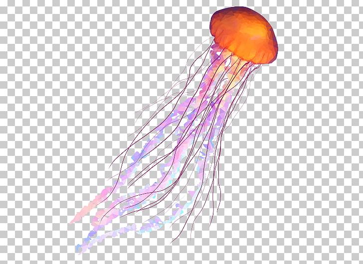 Jellyfish Coelenterata Soft-bodied Organism Invertebrate Aquatic Animal PNG, Clipart, Aquatic Animal, Cnidaria, Coelenterata, Download, Invertebrate Free PNG Download