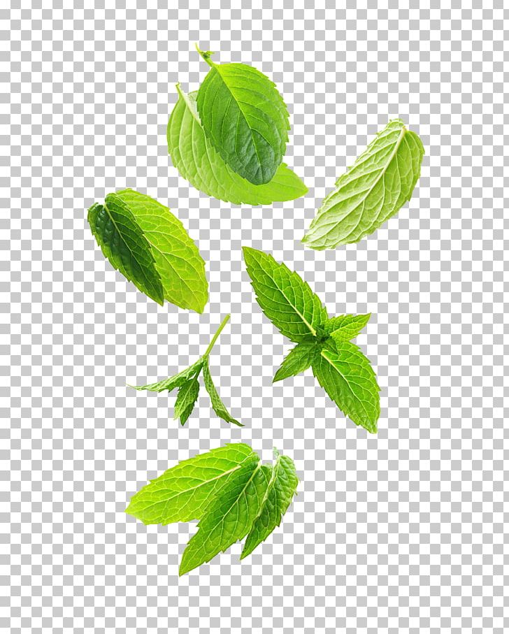 Leaf Green Plant Stem Herb PNG, Clipart, Aromatic Herbs, Blue Swirl, Branch, Grass, Green Free PNG Download