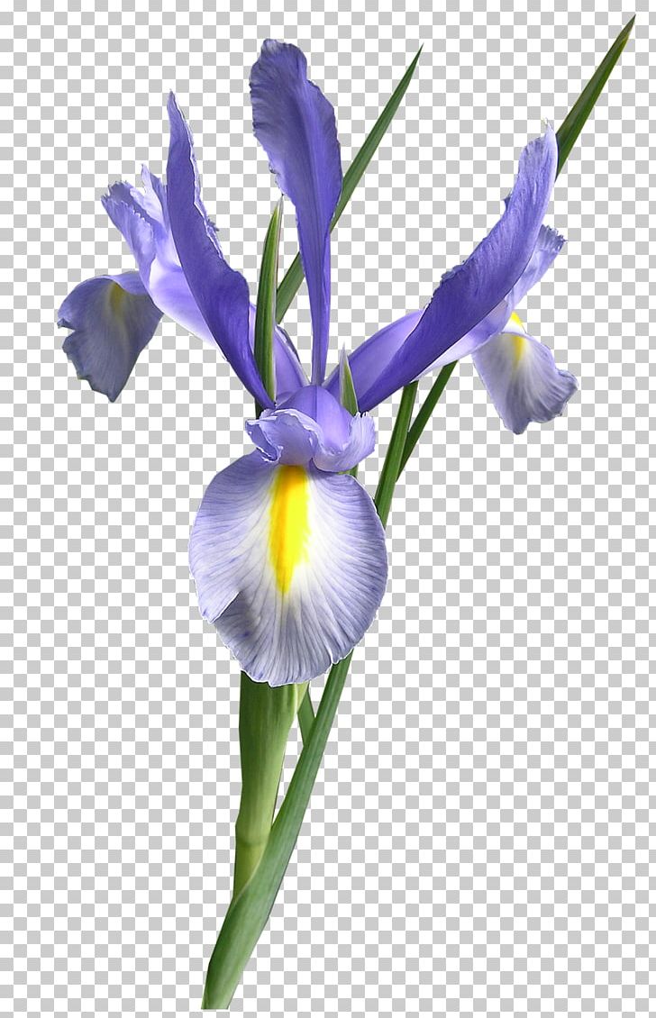 Cut Flowers Iris Versicolor PNG, Clipart, Blue, Color, Cut Flowers, Flower, Flowering Plant Free PNG Download